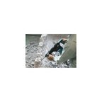  Makita HM1111C Burineur 11,2J SDS-Max 1300 W + Coffret De Transport